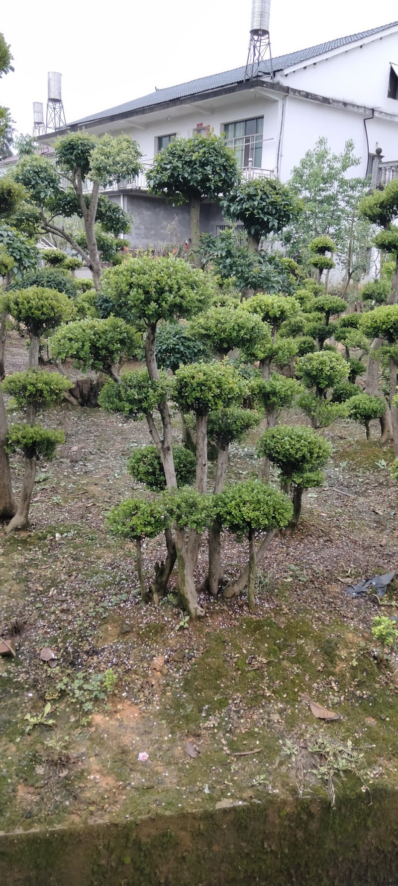 赤楠桩江西赤楠桩大量供应