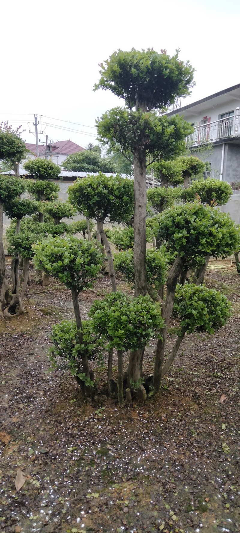 赤楠桩江西赤楠桩大量供应