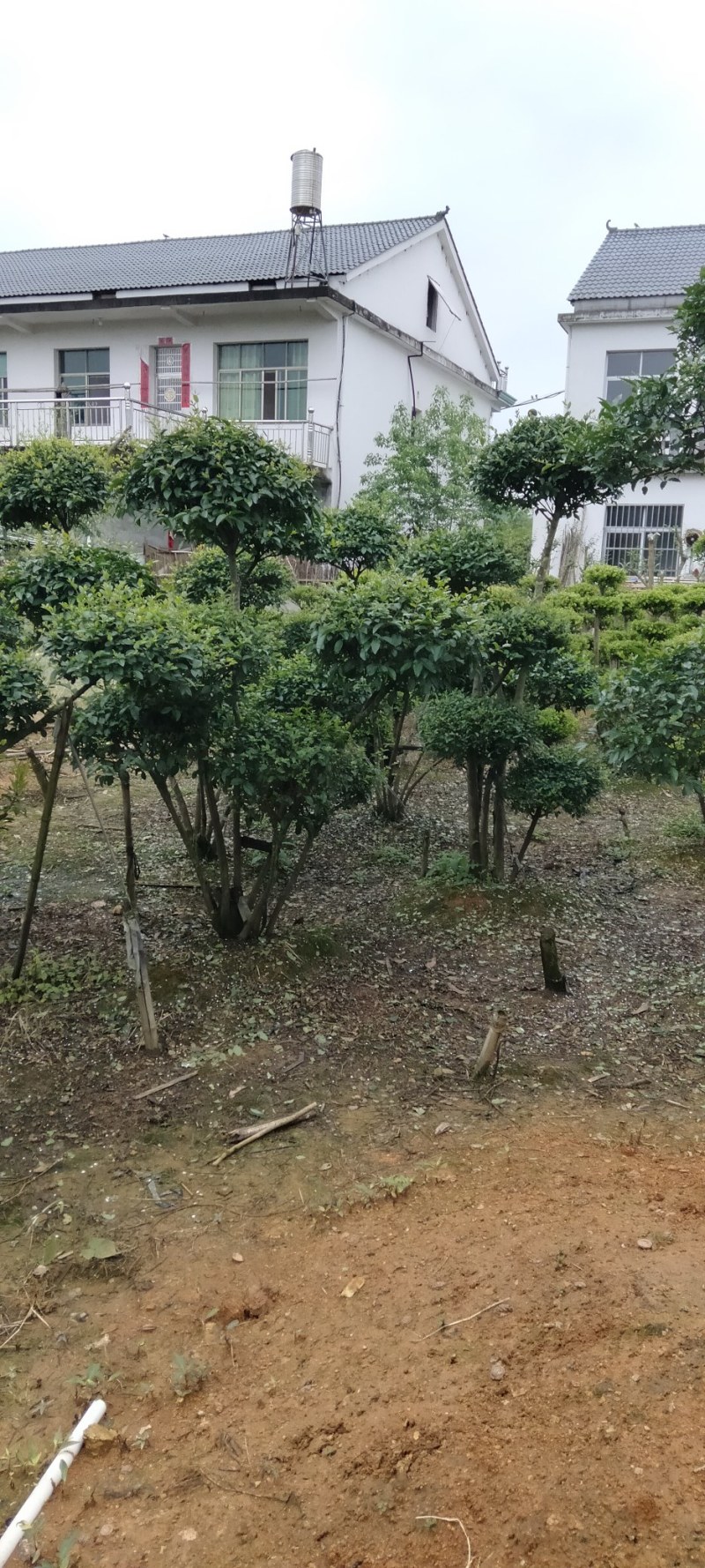 赤楠桩江西赤楠桩大量供应