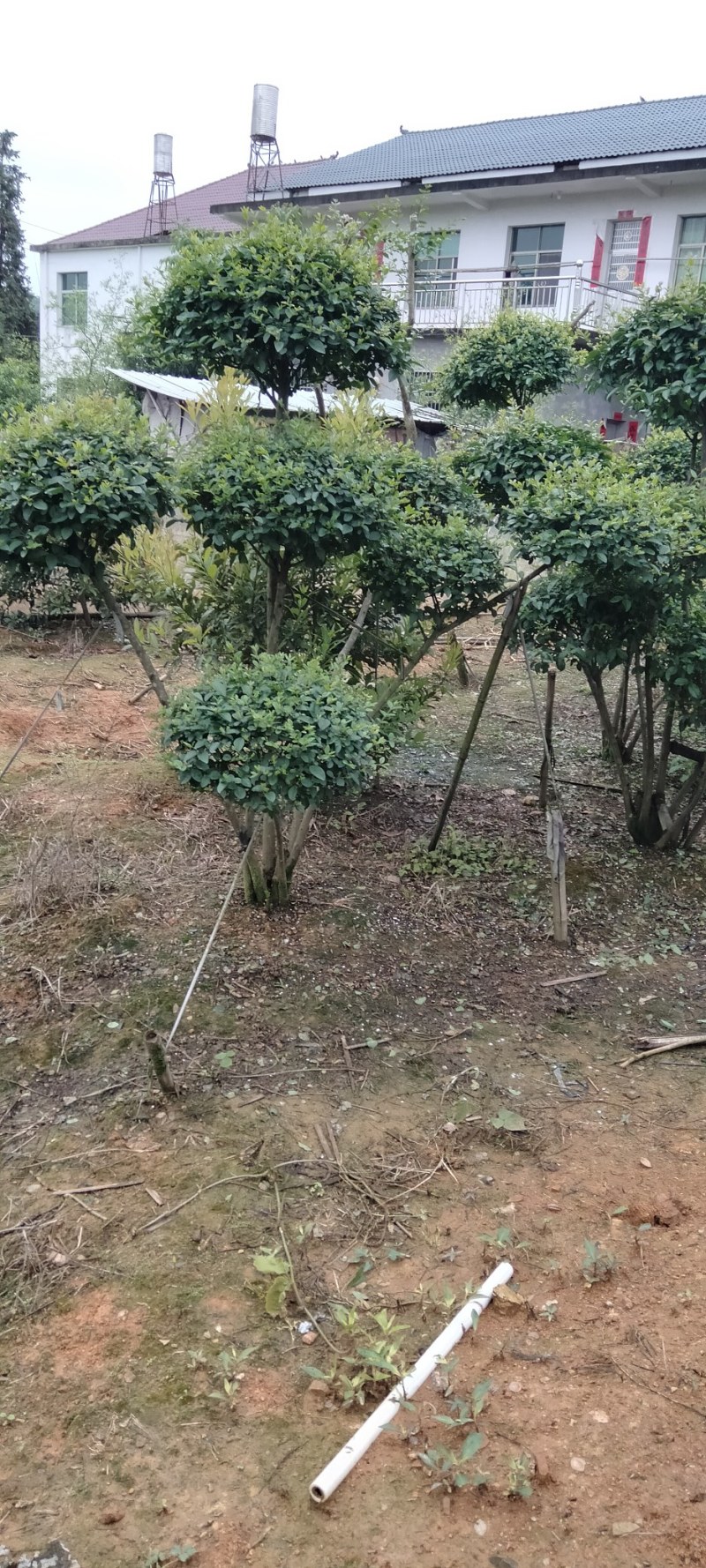 赤楠桩江西赤楠桩大量供应