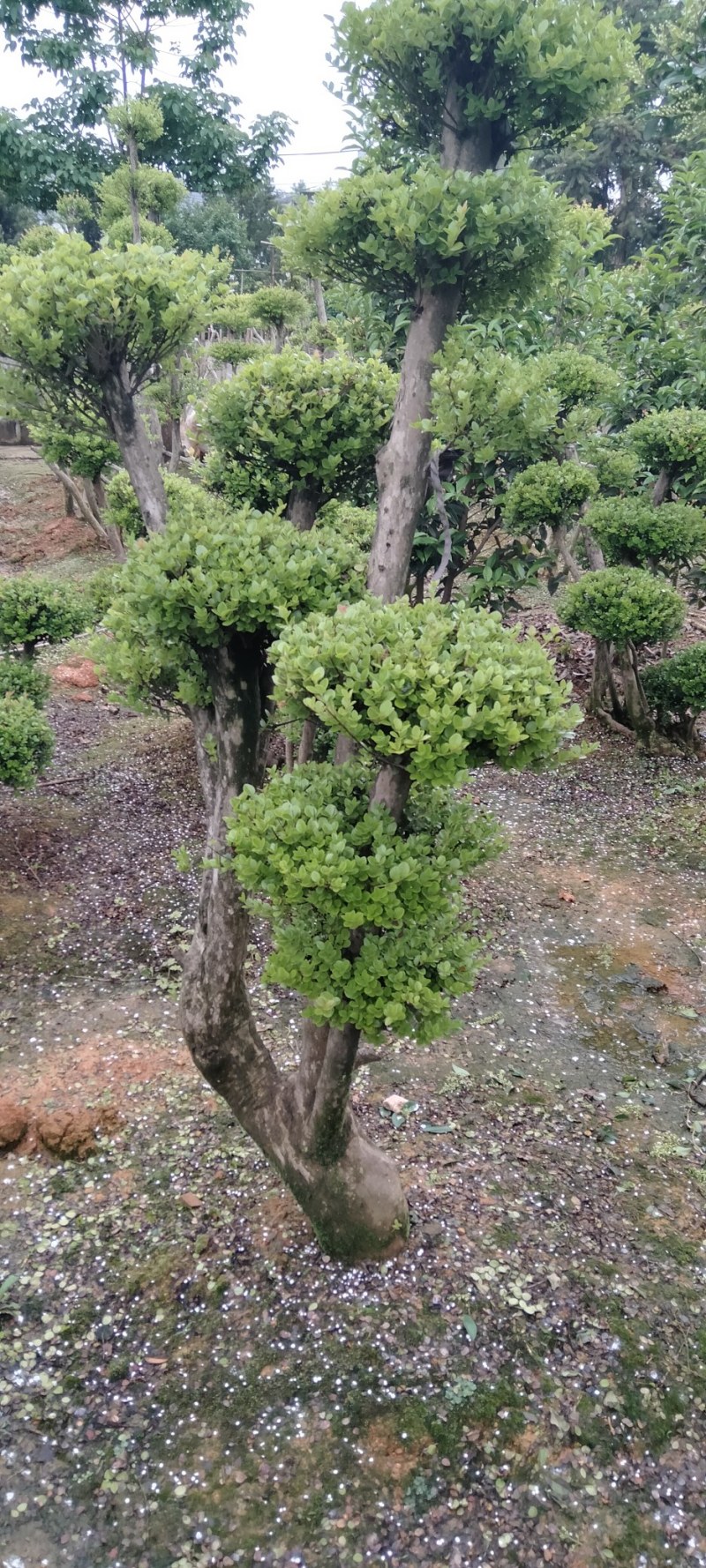 赤楠桩江西赤楠桩大量供应
