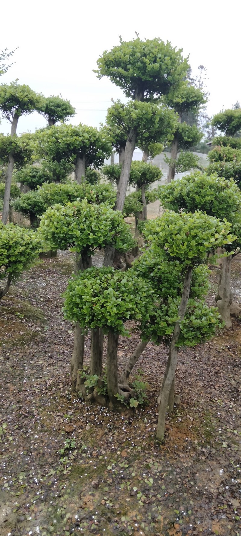 赤楠桩江西赤楠桩大量供应