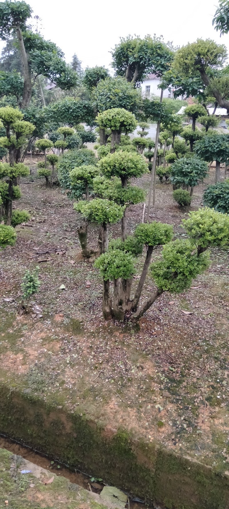 赤楠桩江西赤楠桩大量供应
