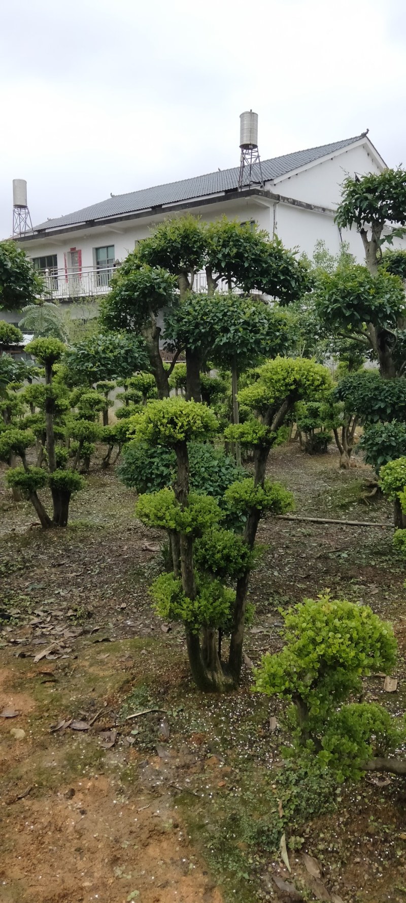 赤楠桩江西赤楠桩大量供应