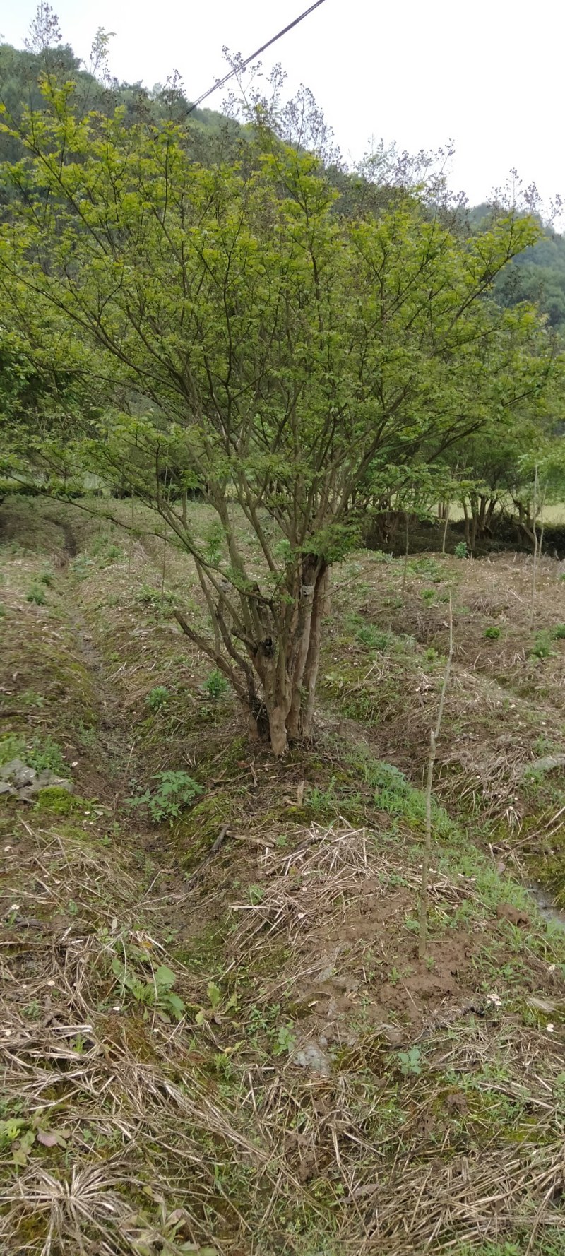 丛生紫薇江西丛生紫薇大量供应