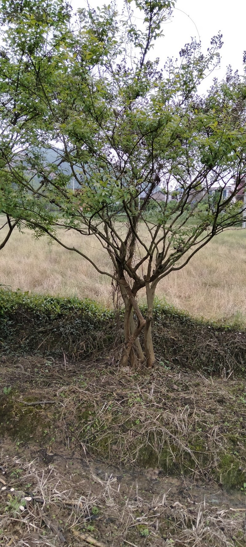 丛生紫薇江西丛生紫薇大量供应