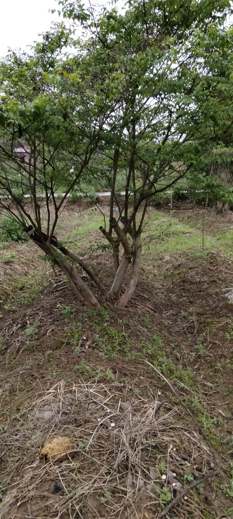 丛生紫薇江西丛生紫薇大量供应