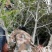 精石榴树裸根土球占地绿化一手货源基地直发价格优惠欢迎联系