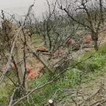 精石榴树裸根土球占地绿化一手货源基地直发价格优惠欢迎联系