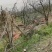 精石榴树裸根土球占地绿化一手货源基地直发价格优惠欢迎联系