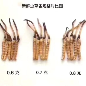 果洛雪山冬虫夏草新鲜虫草