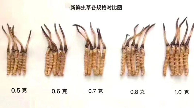 果洛雪山冬虫夏草新鲜虫草