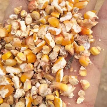 碎玉米下脚料，适合鸡鸭鹅牛羊猪食用，降低养殖成本