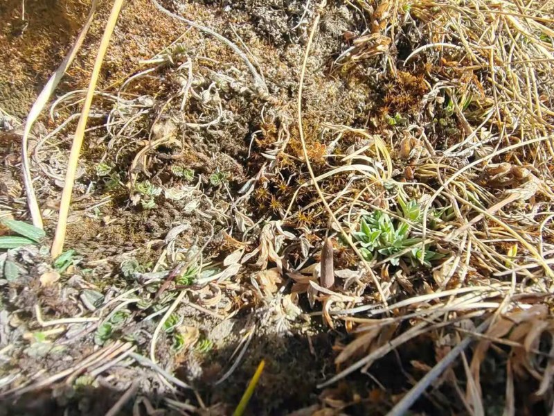 青海果洛雪山冬虫夏草现挖现卖