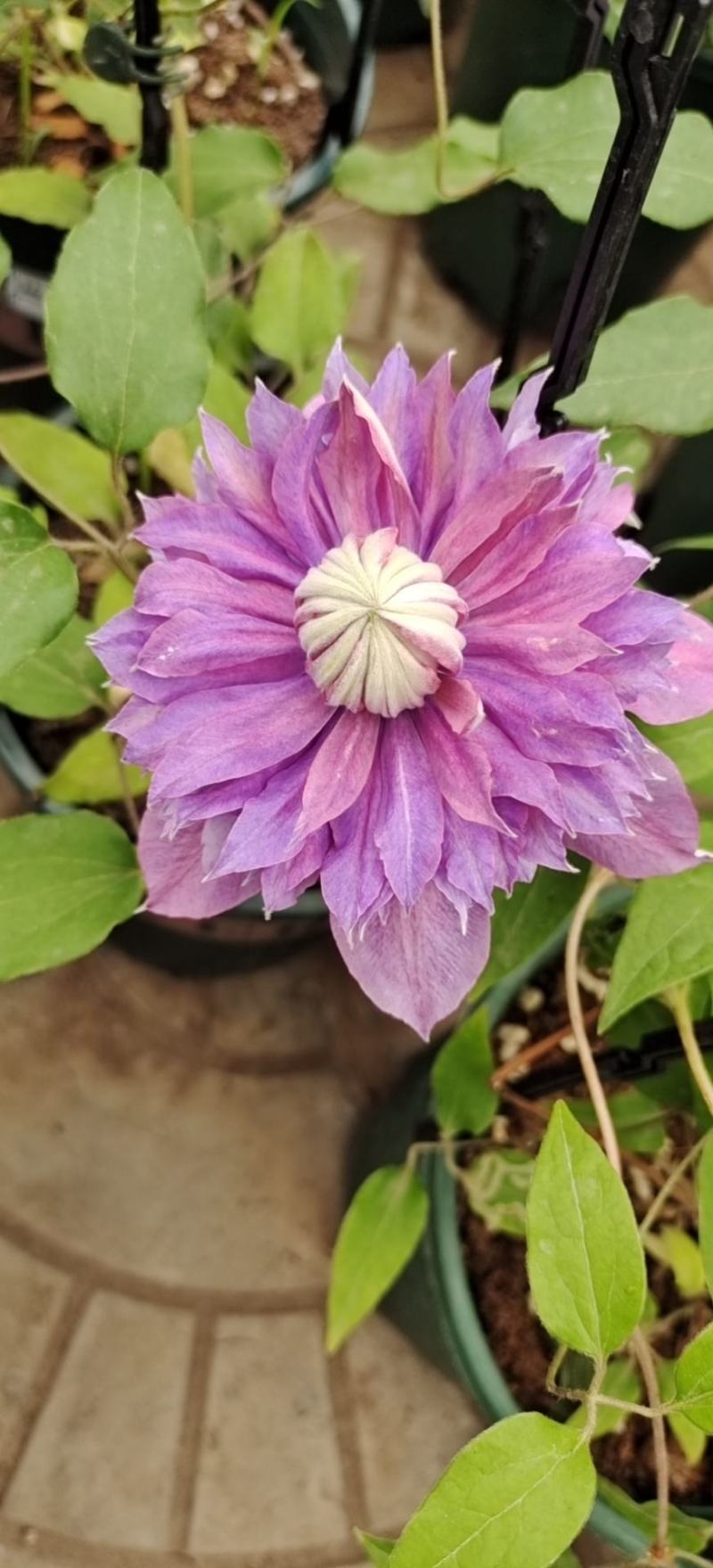 铁线莲