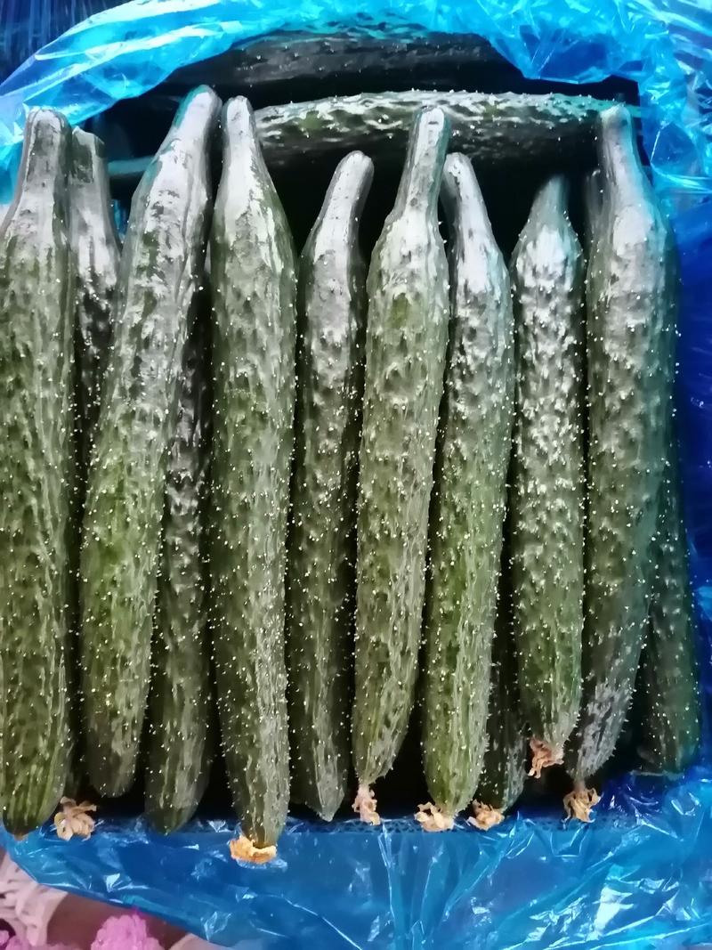 荐精品油瓜，密刺黄瓜，大量供货基地直发，干花带刺，对接各市场