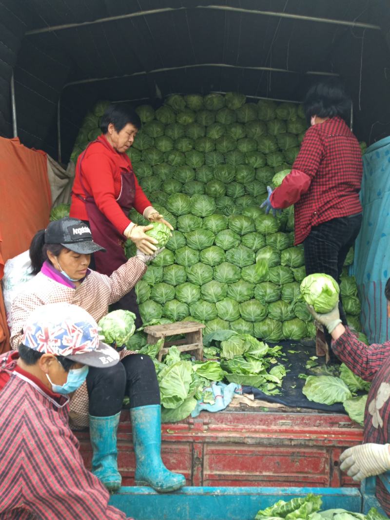 河北定州甘蓝大量上市，质量好，欢迎新老客户前来收购。