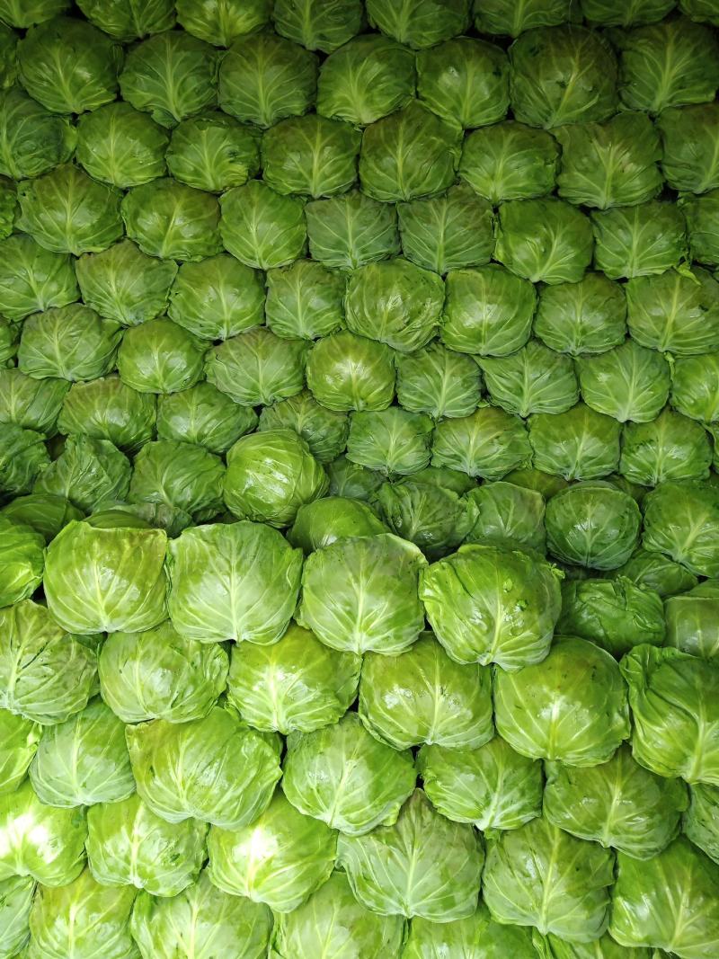 河北定州甘蓝大量上市，质量好，欢迎新老客户前来收购。