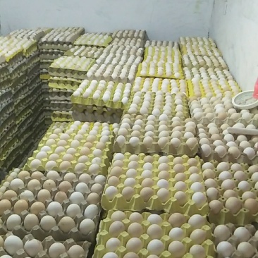 大量出售笨鸡蛋，基地直供，一手货源，常年供货，欢迎选购