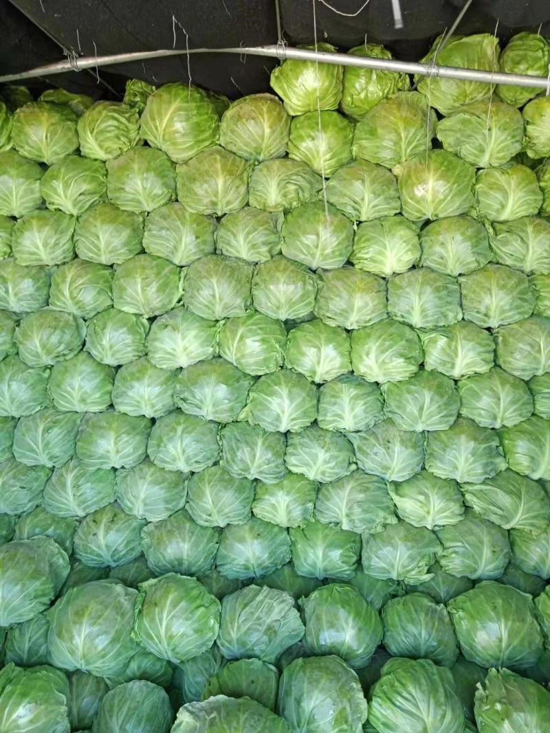 河北定州甘蓝大量上市，质量好，有需要的客户请联系。