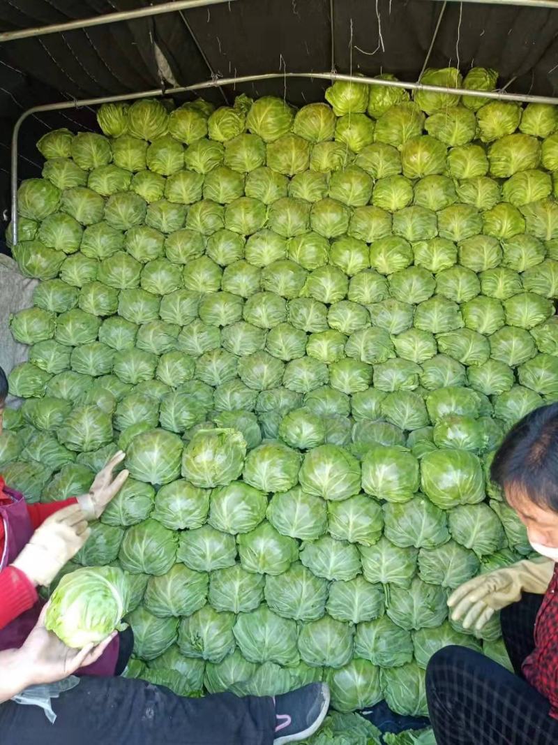 河北定州甘蓝大量上市，质量好，有需要的客户请联系。