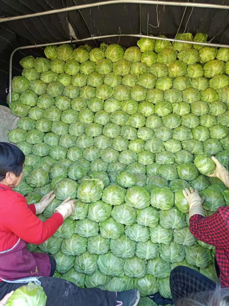 河北定州甘蓝大量上市，质量好，有需要的客户请联系。