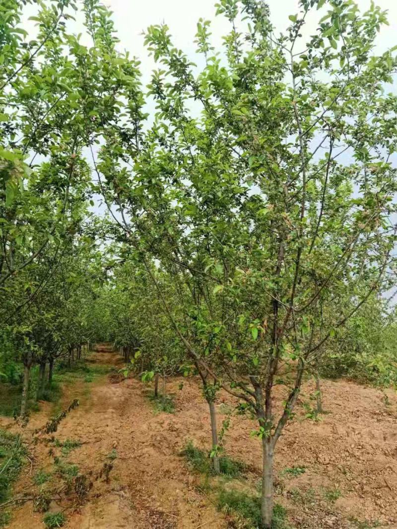 自家苗圃出售北美海棠，需要的联系