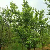 自家苗圃出售北美海棠，需要的