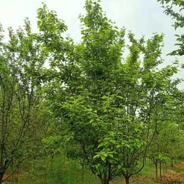 自家苗圃出售北美海棠，需要的联系