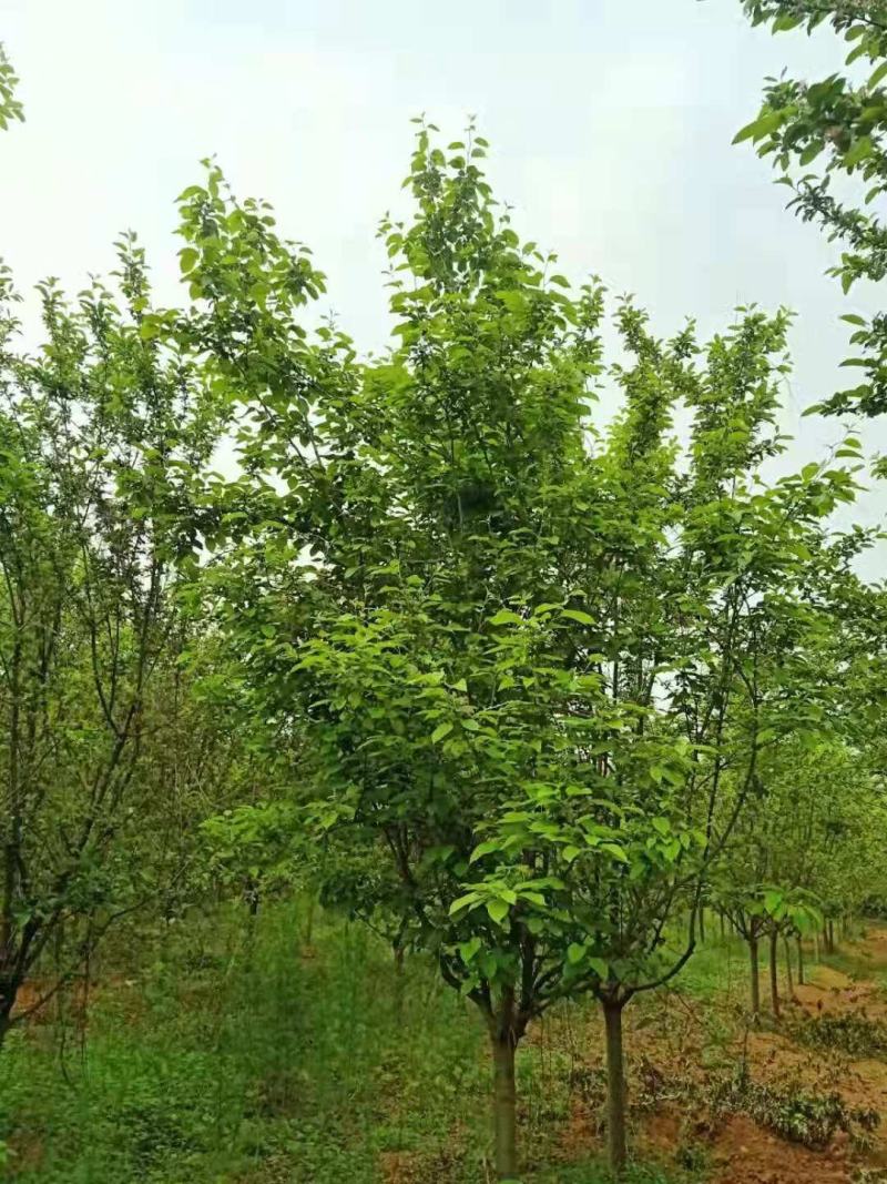 自家苗圃出售北美海棠，需要的联系