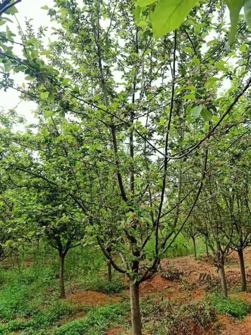 自家苗圃出售北美海棠，需要的联系