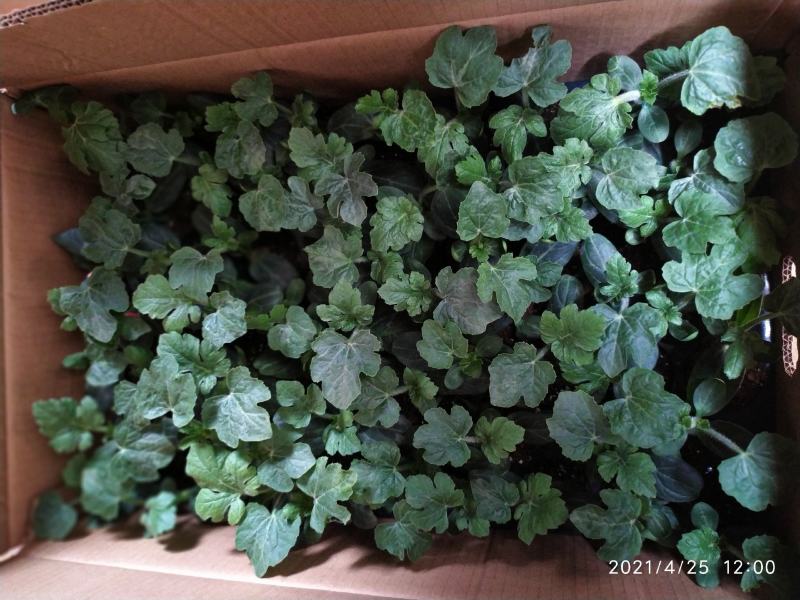 嫁接西瓜苗麒麟西瓜苗品种齐全大量供应产地直销