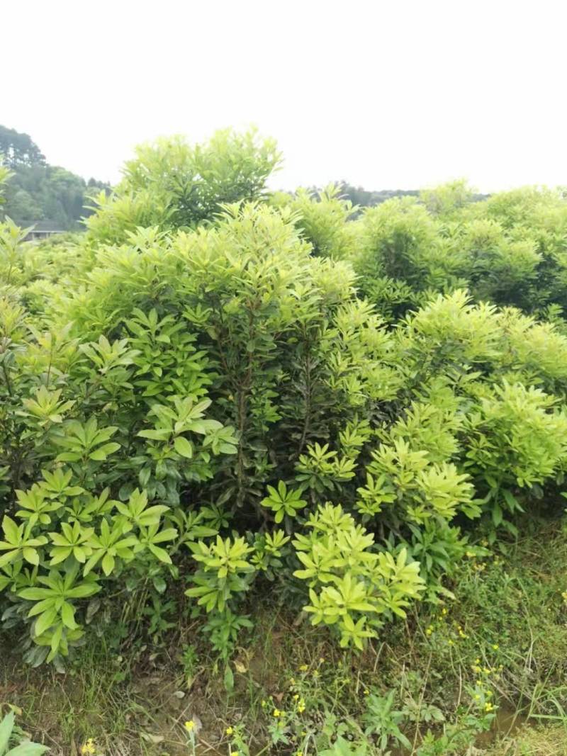 杨梅苗
