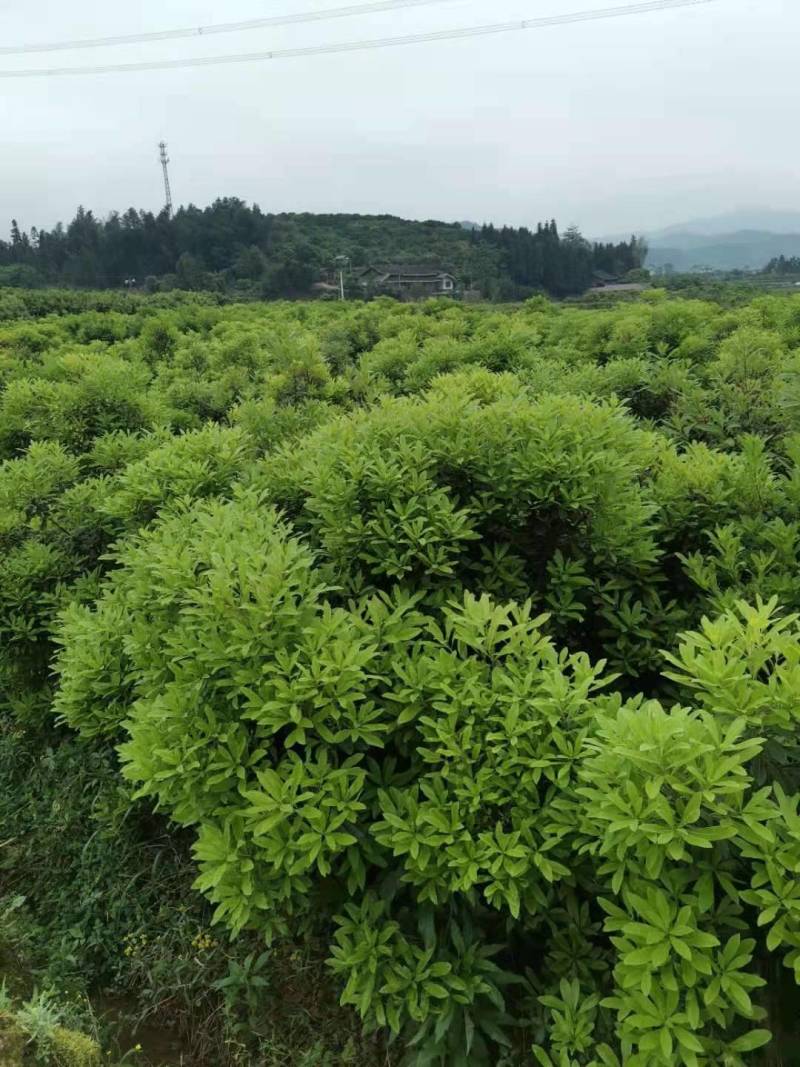 杨梅苗