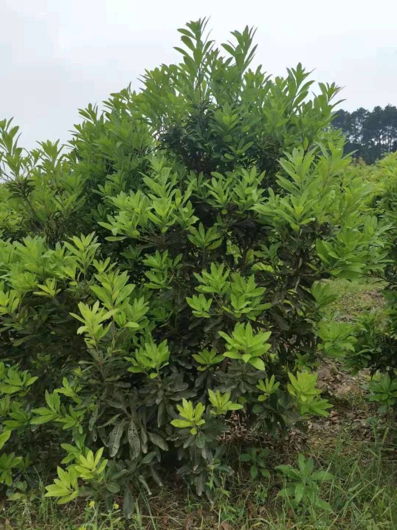 杨梅苗