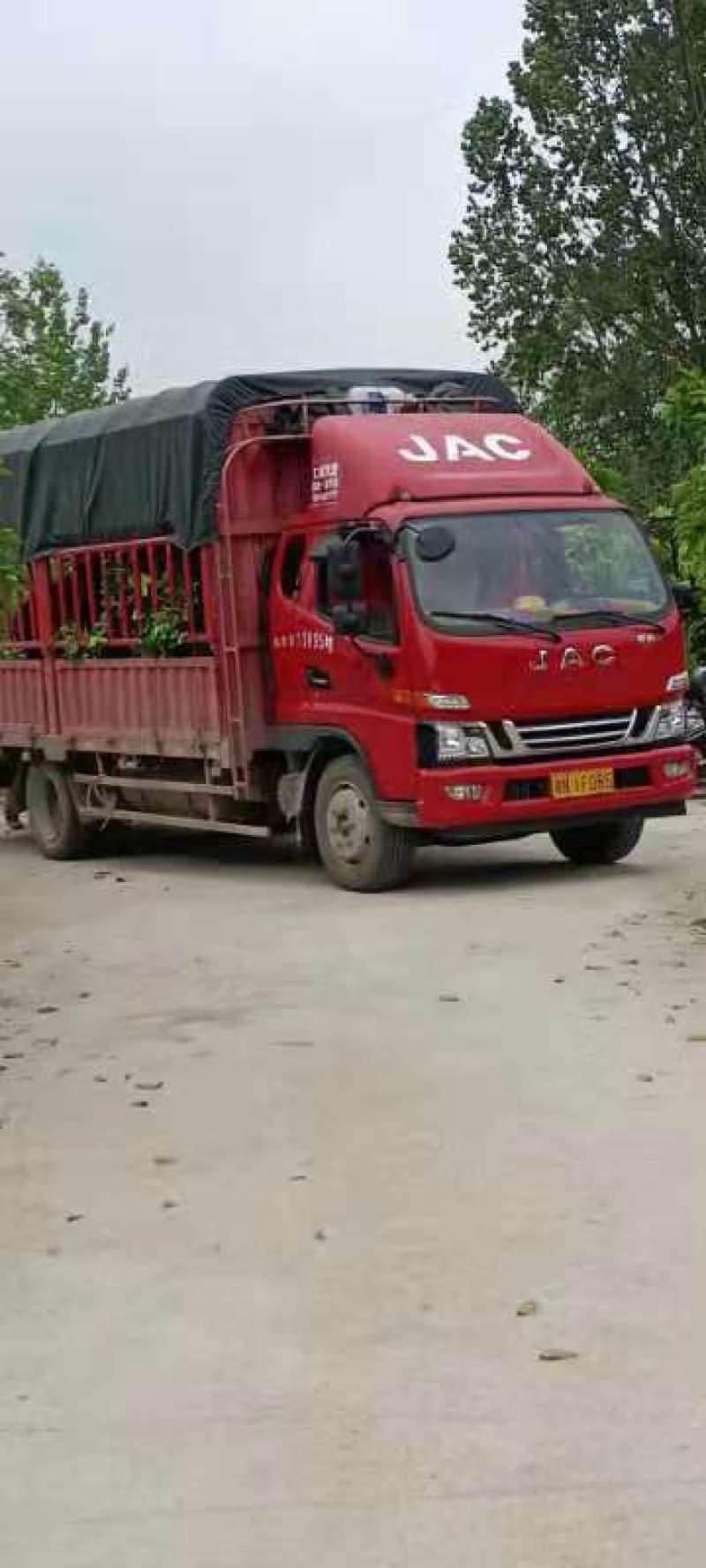 红心柚苗