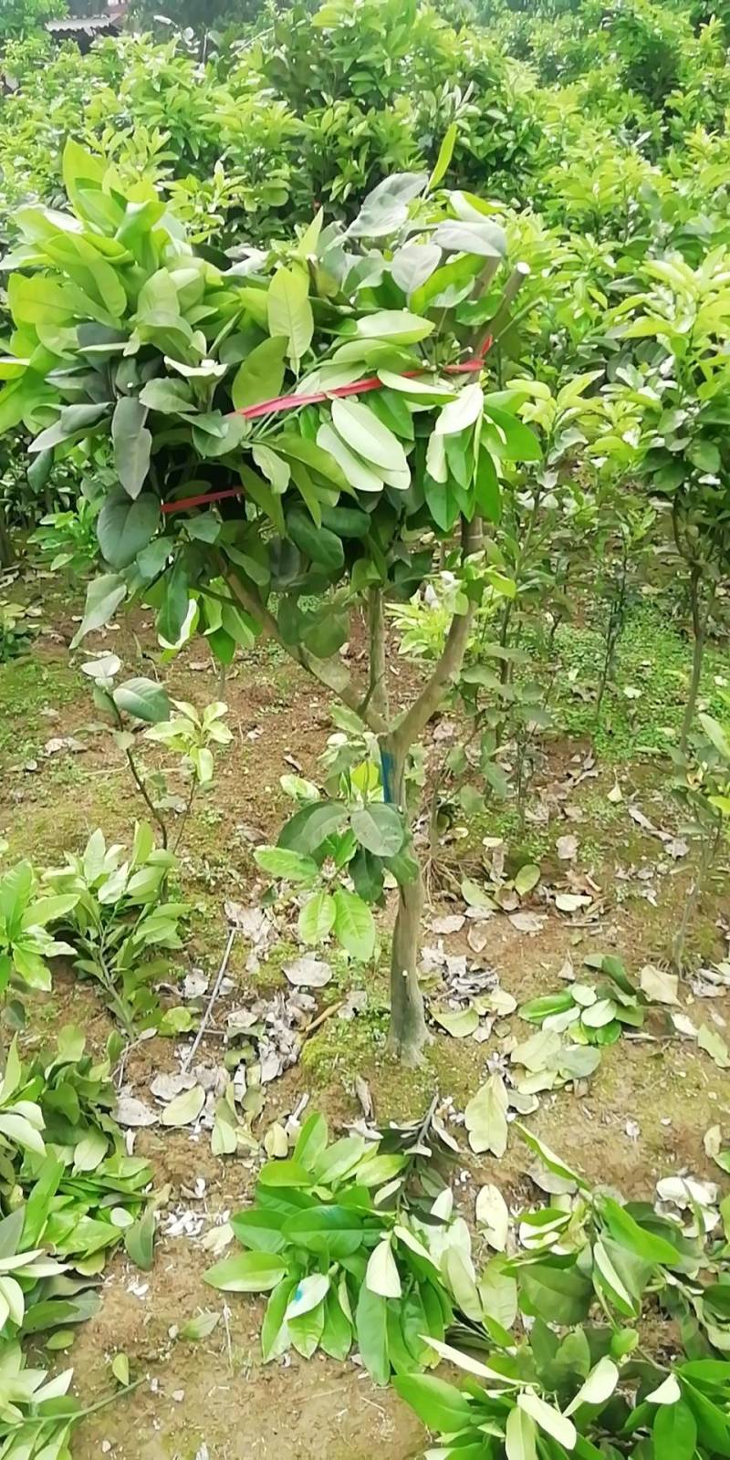 红心柚苗