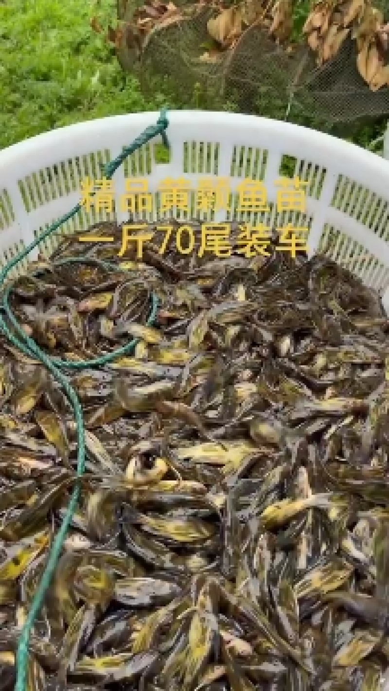 一斤50/60尾的黄颡鱼苗