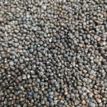 紫苏子紫苏籽大苏子油苏子药食两用含量够的