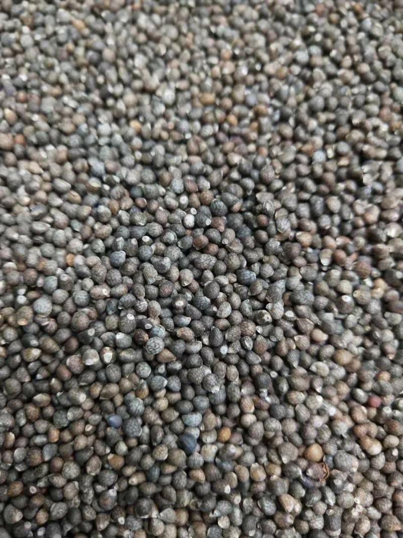 紫苏子紫苏籽大苏子油苏子药食两用含量够的