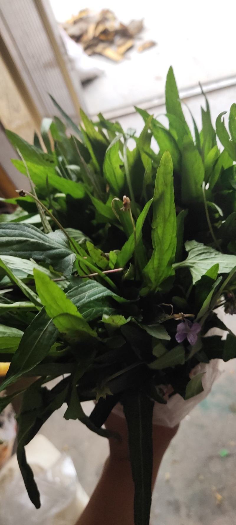 地丁，紫花地丁，天然生长
