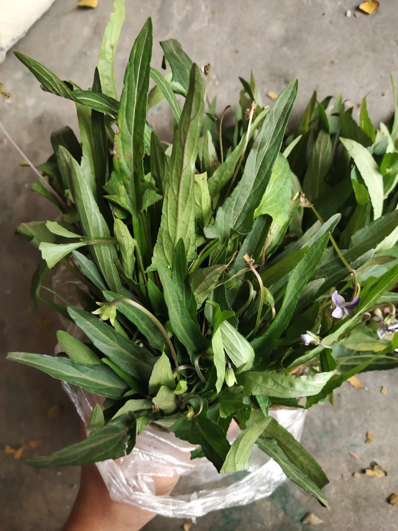 地丁，紫花地丁，天然生长