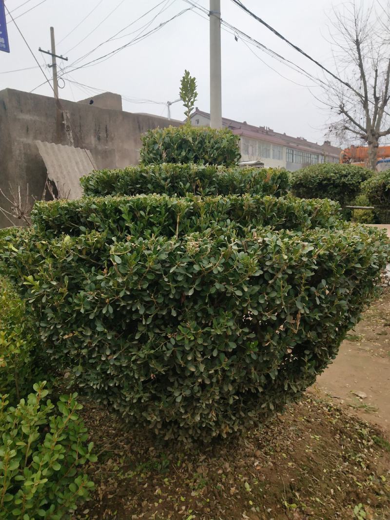 小叶黄扬，适合庭院别墅，道路绿化