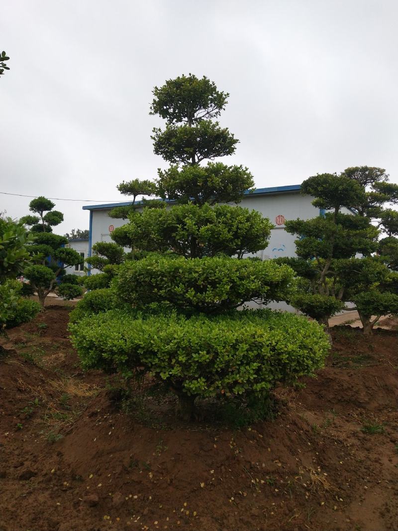 小叶黄扬，适合庭院别墅，道路绿化