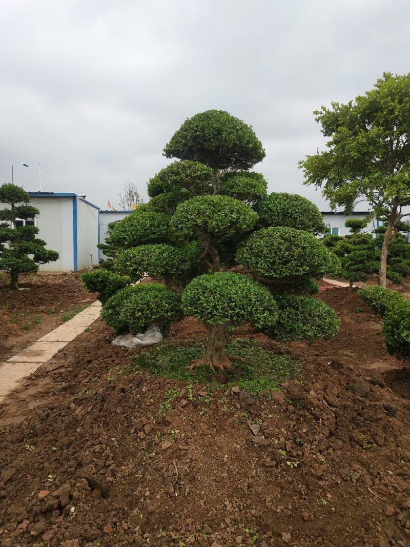 小叶黄扬，适合庭院别墅，道路绿化