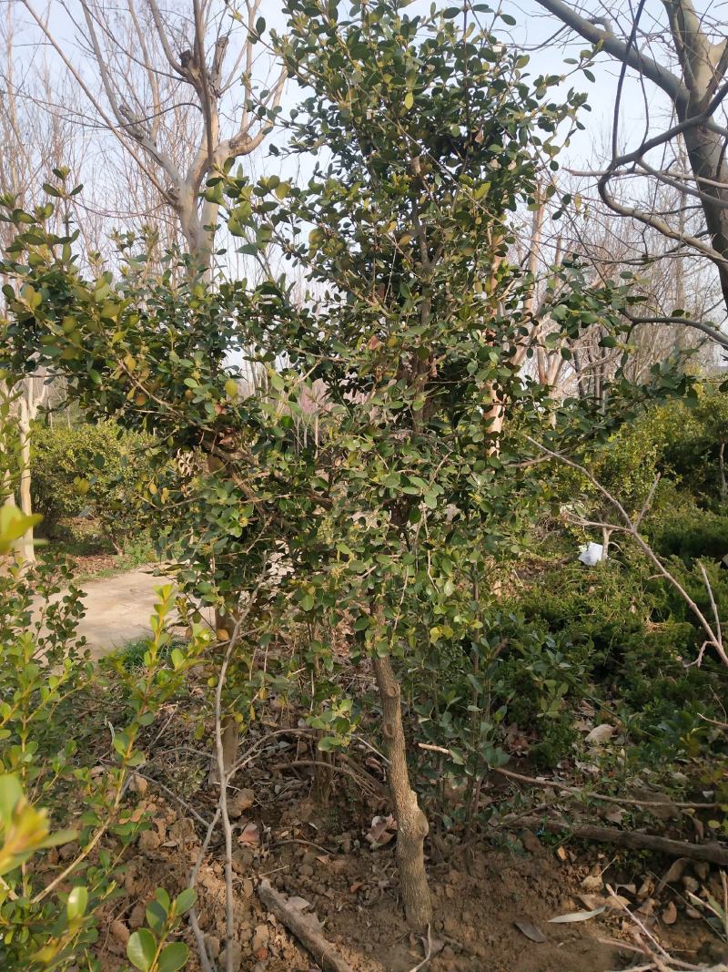 小叶黄扬，适合庭院别墅，道路绿化