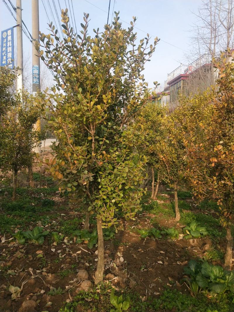 小叶黄扬，适合庭院别墅，道路绿化