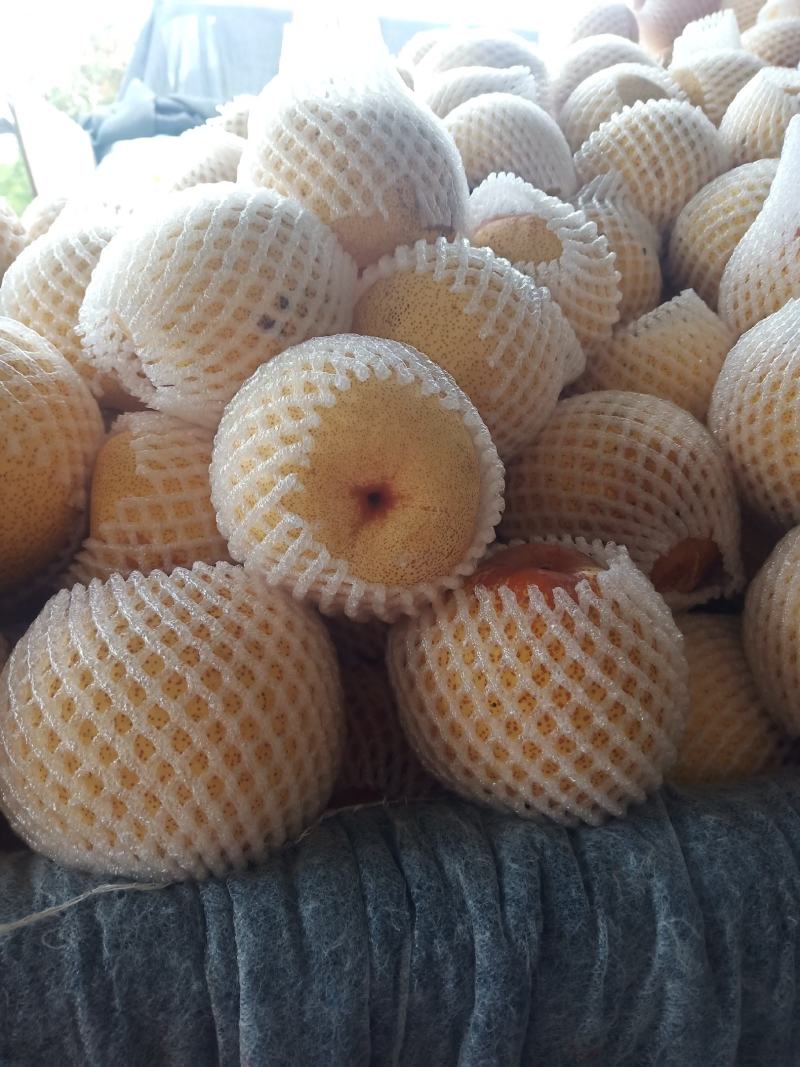 砀山皇冠梨大量上市，产地直供质好价格美丽，可供超市，