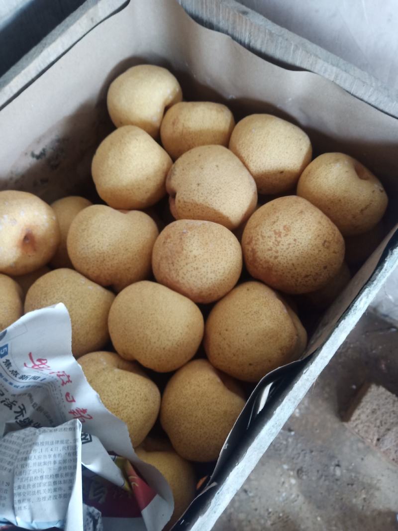 砀山皇冠梨大量上市，产地直供质好价格美丽，可供超市，