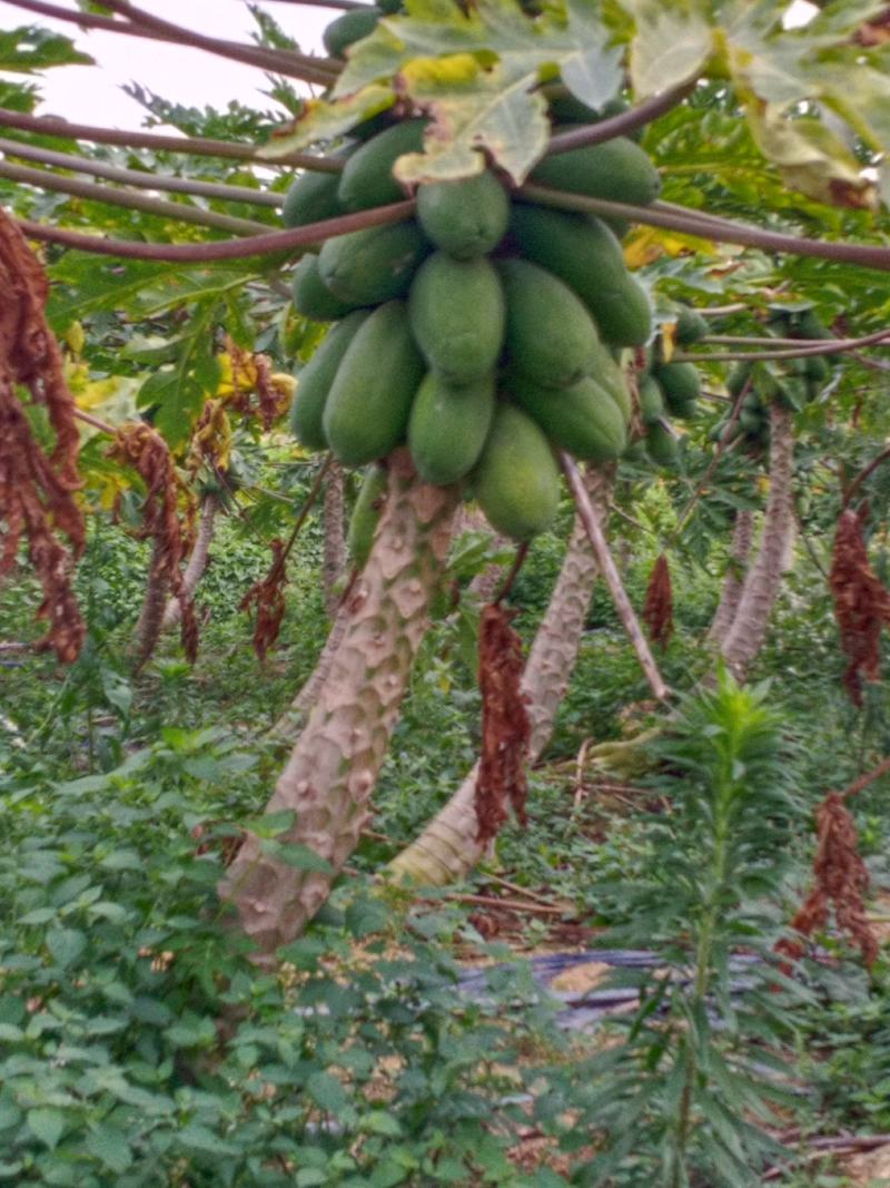 木瓜红心木瓜大青木瓜